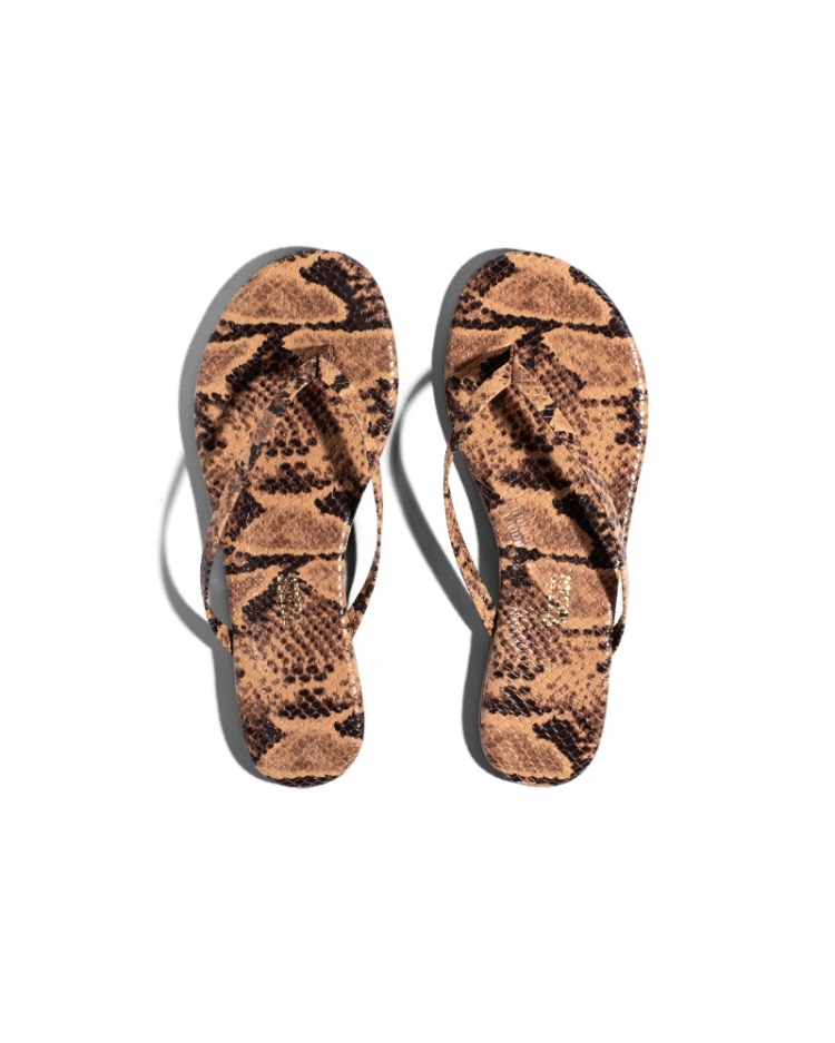 Studio Exotic - Coco Snake