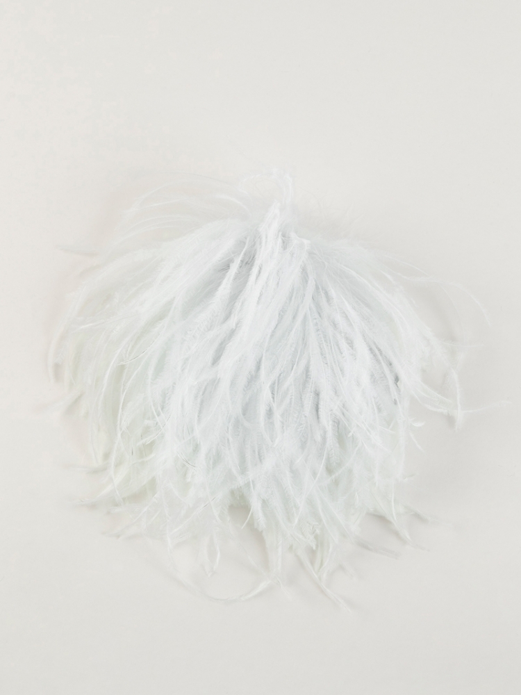 Bégonia - Ice