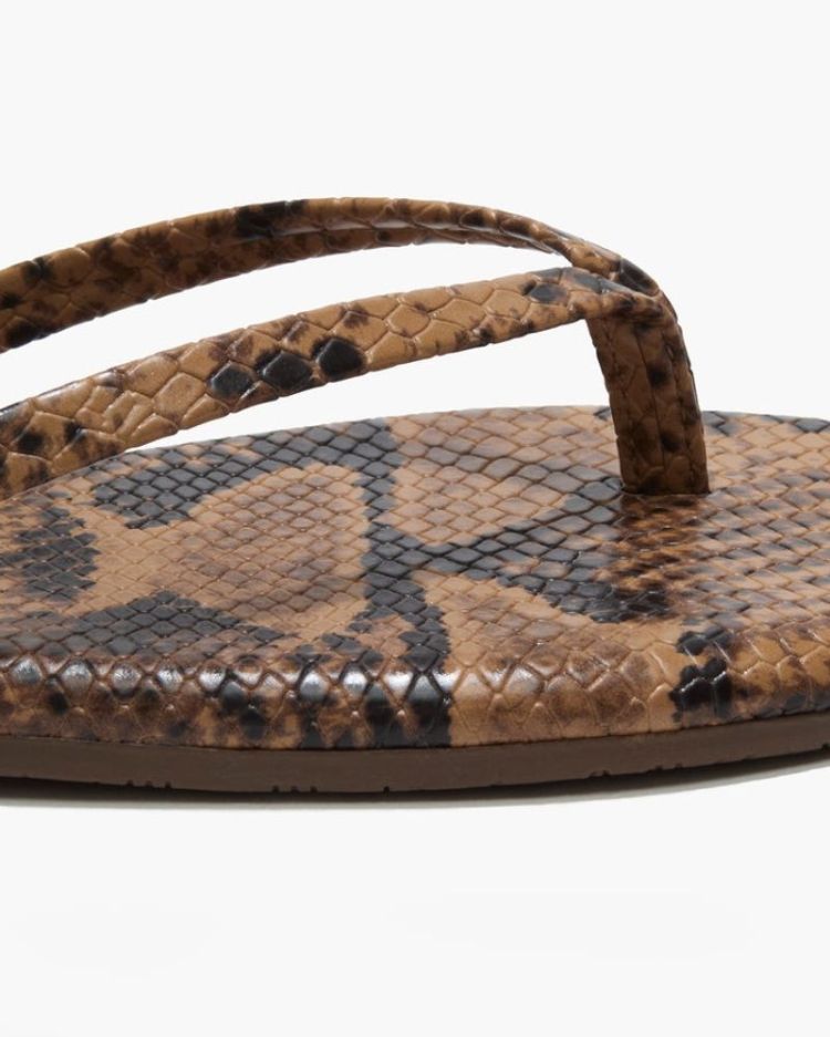 Studio Exotic - Coco Snake